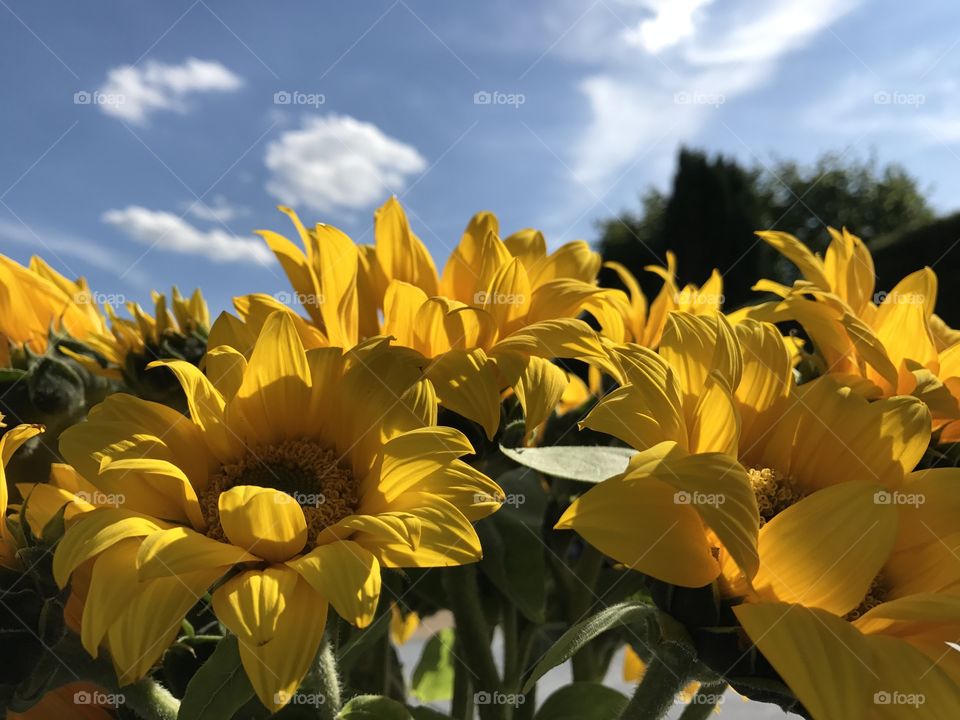 Sunflower Field with sky and clouds 
