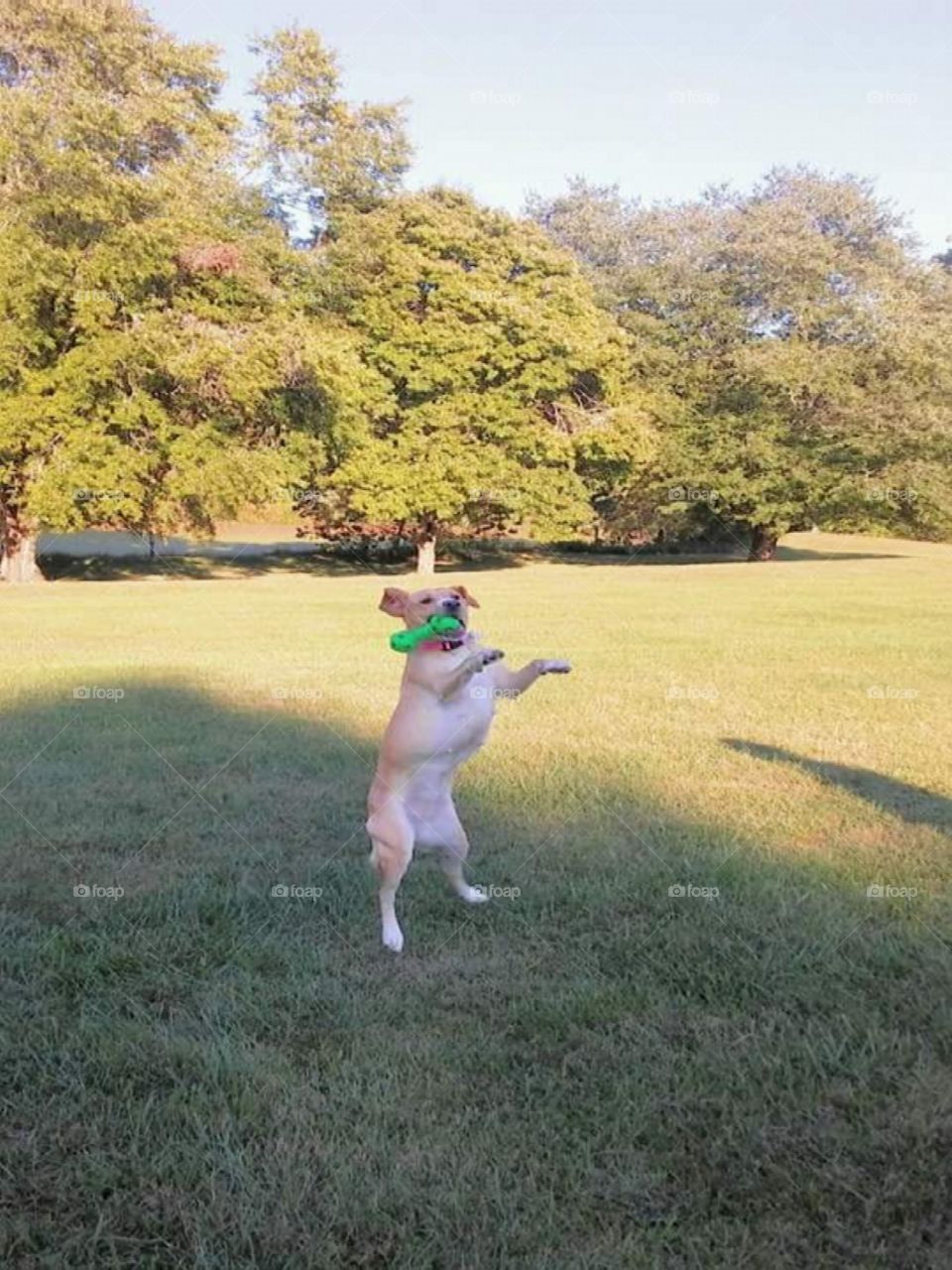Lucy at the park playing catch