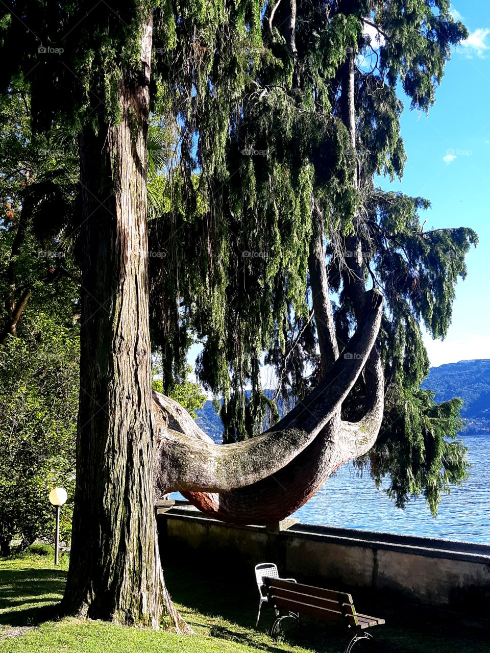 Sequoia at Lago Maggiore Toscanini's villa. Pallanza, Italy