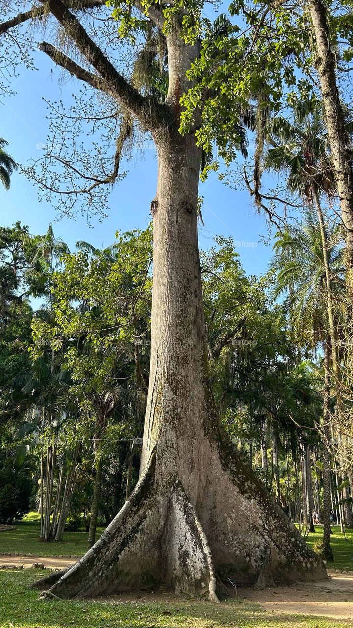 ancient tree