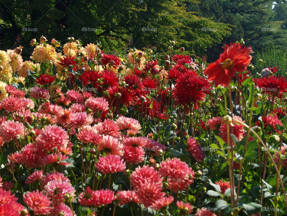 different red flowers at island mainau, lake Constance