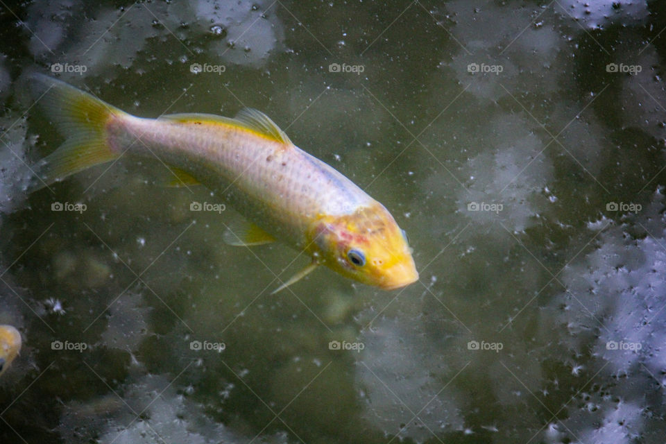 gold fish swimming under water