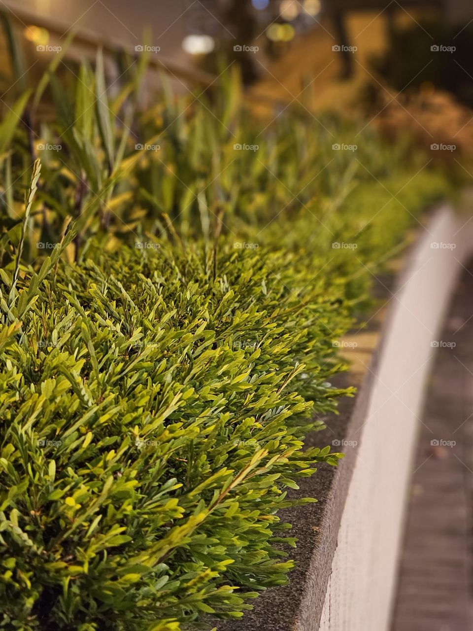 Plants and small leaves at the roadside in Kowloon Hong Kong