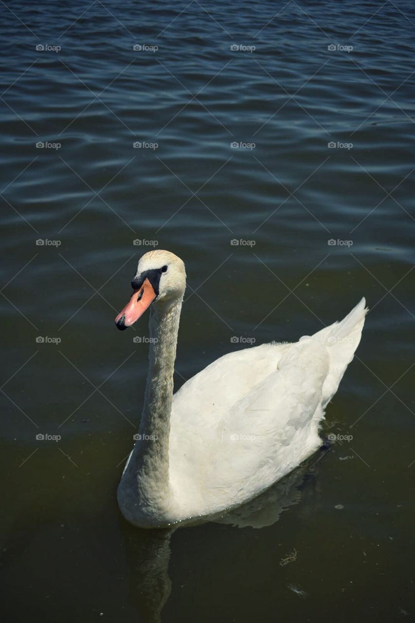 Swan