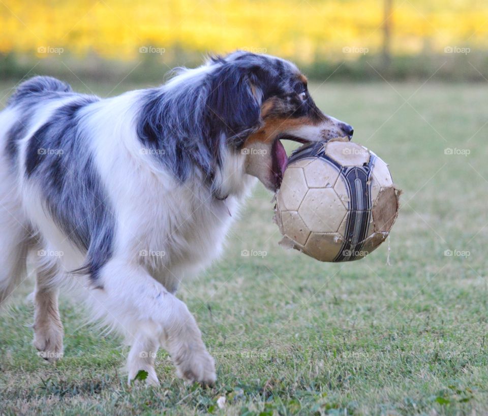 Trigger the Miniature Australian Shepherd playing with his soccer ball. 