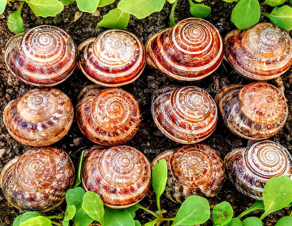 Snails texture