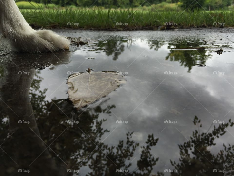 Dog paw stepping into puddle with  reflection 