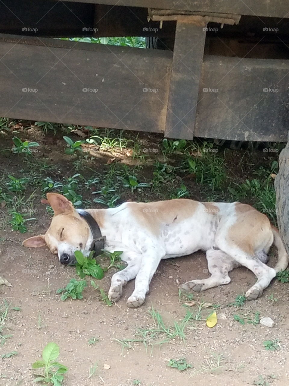 sleeping dog