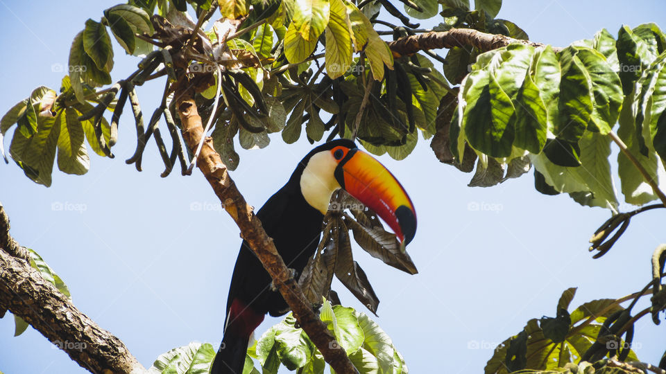 tucano em galho