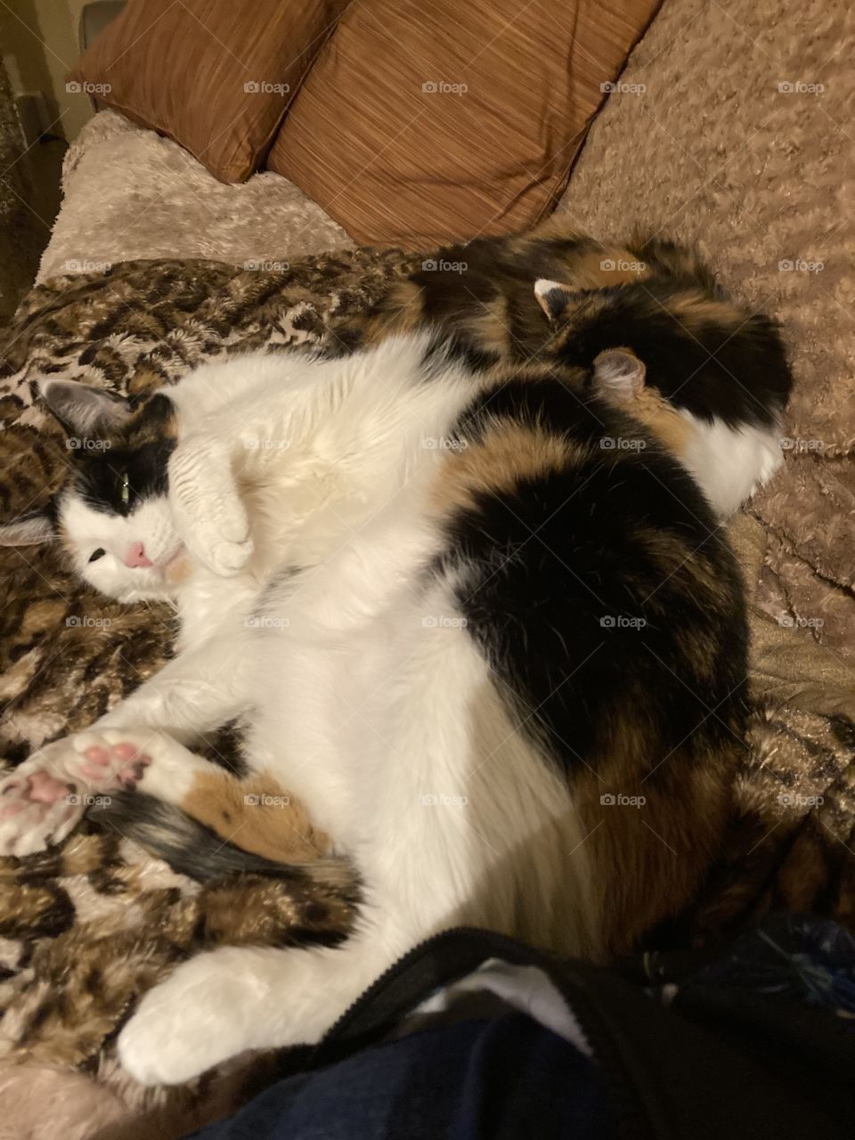 Cal is sharing blanket 