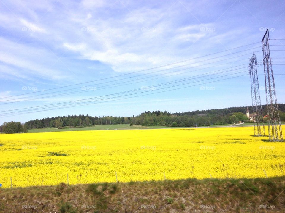 Yellow fields