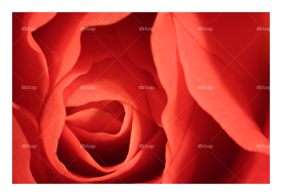 flower macro red rose by 123smaller