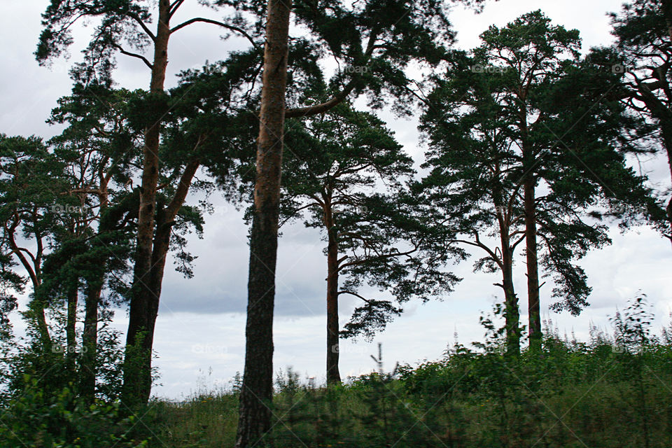 Landscape with trees