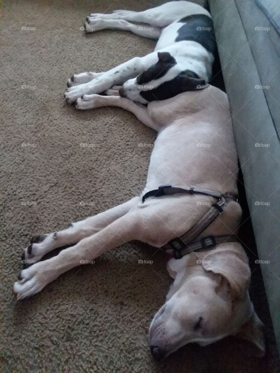 sleeping dogs lie