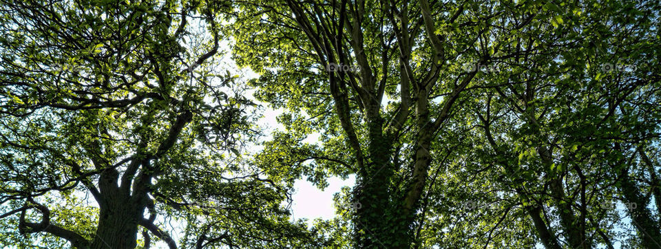 Leafy trees in Summer