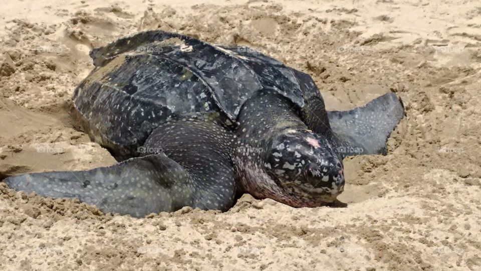 Sea turtle in Grenada . rarely seen during the day, this big girl came on shore at Grand Anse Beach 