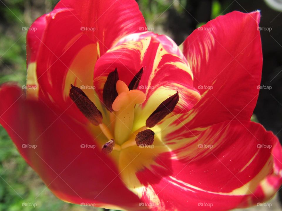 the first spring flowers, tulips in all their glory, red and yellow, fire from within, pistil and stamens