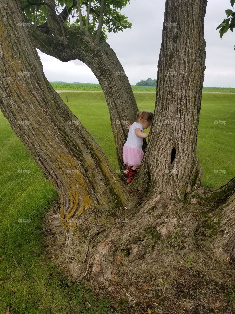 Sturdy Tree