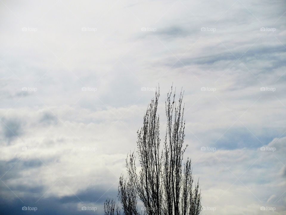tree against clouds
