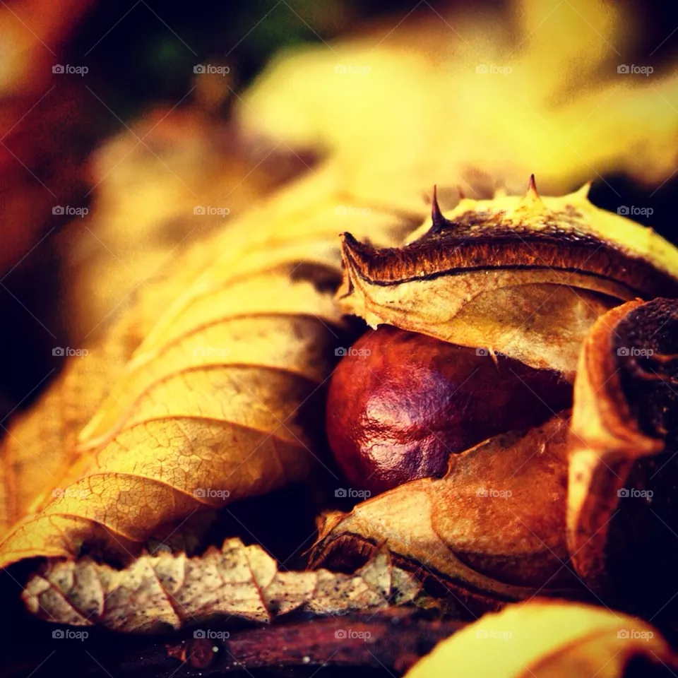 fall