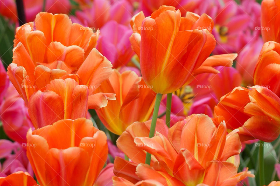 Tulips