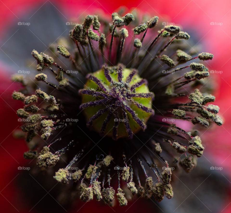 Carpel and stamens of red poppy