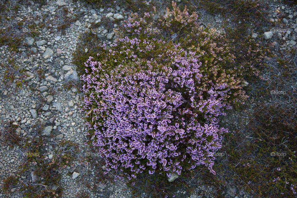 Flower, Nature, No Person, Flora, Color