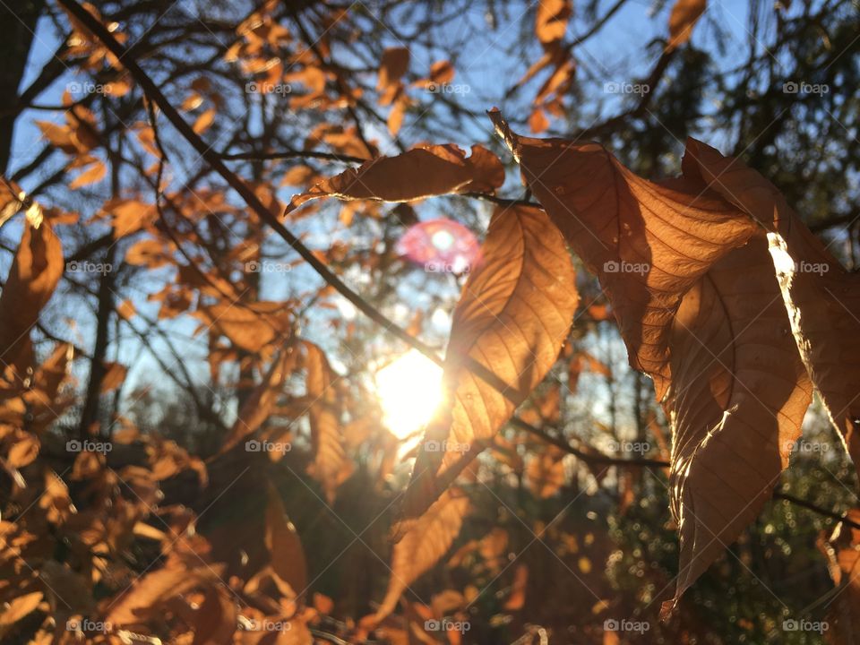 Sun through leaves