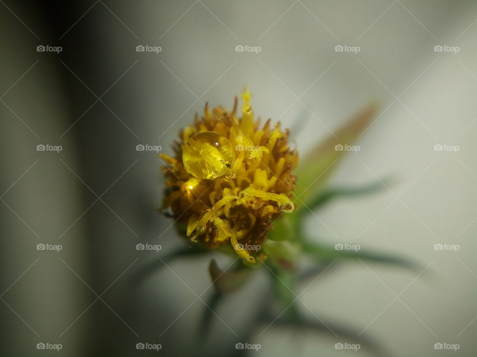 the most beautiful flowers pollen yellow colour close up photo in my garden