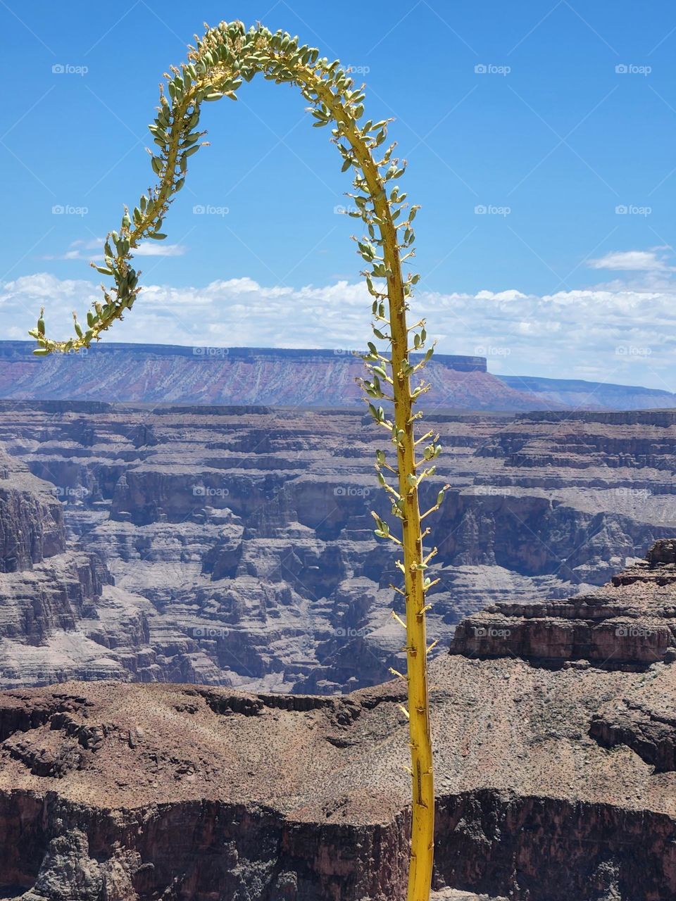 Blue Agave plant, overlooking the Grand Canyon