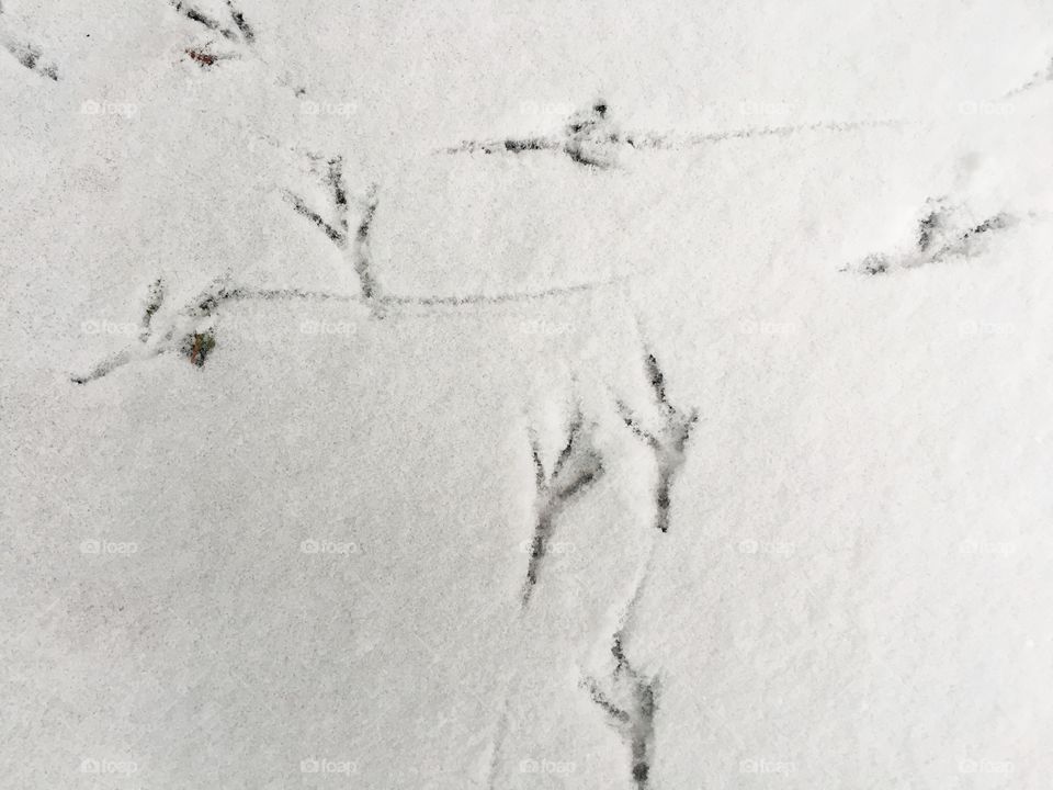 Bird tracks in snow 