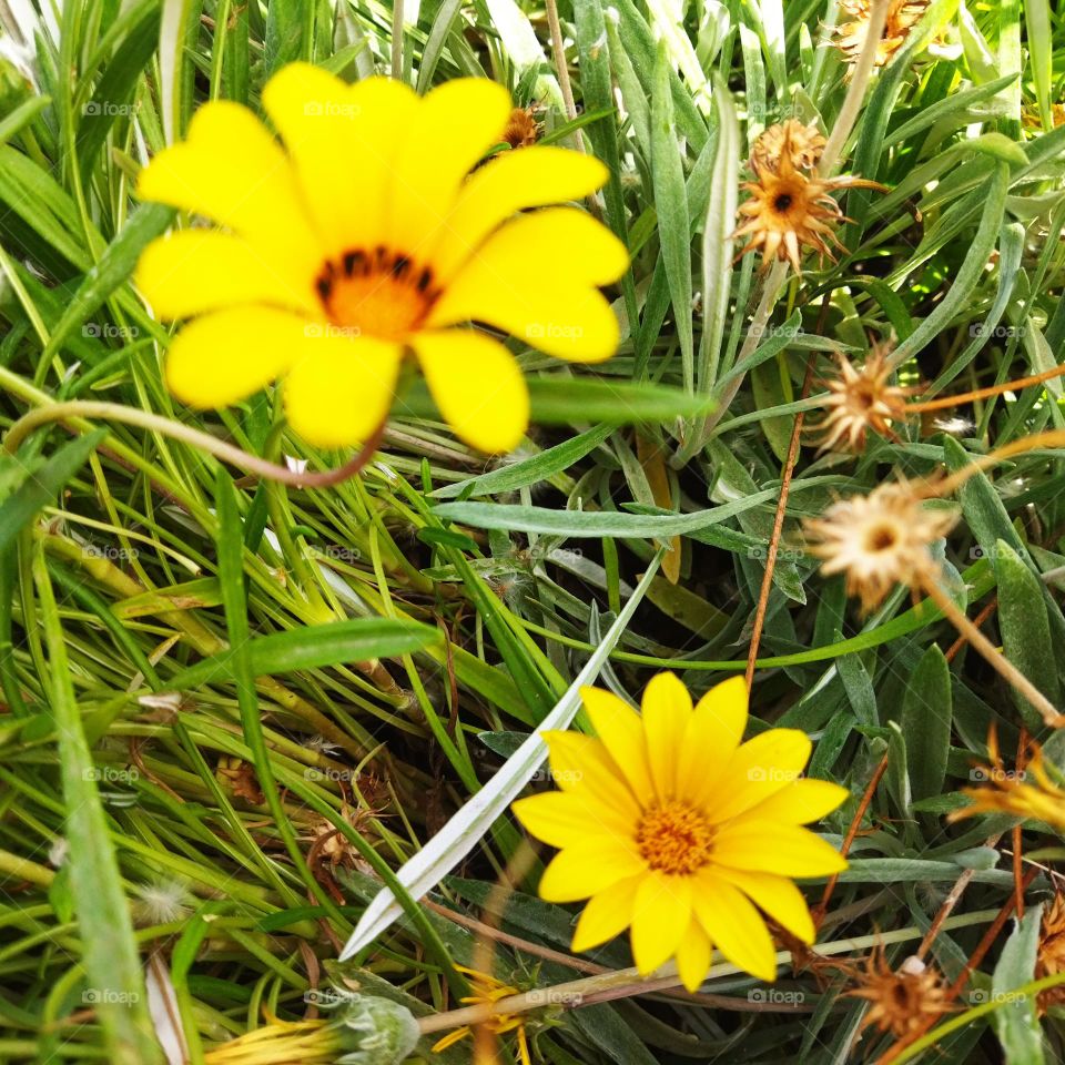 beautiful yellow flowers