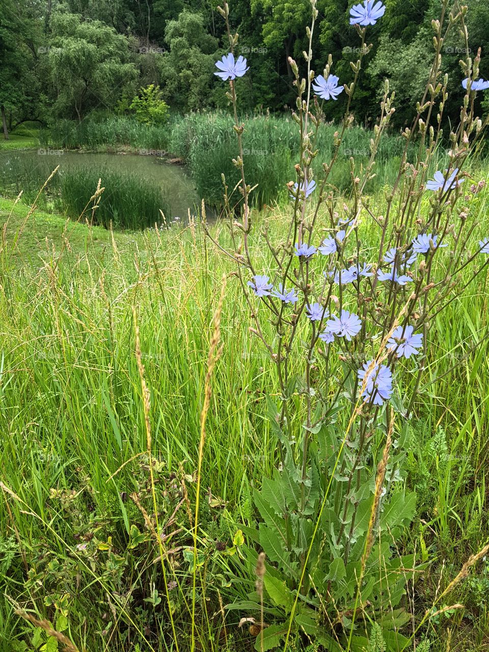 Purple flowers growing on a hillside by a small pond.