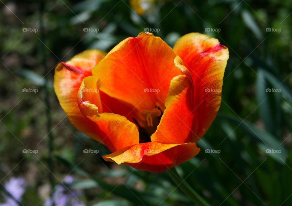 Tulip Blooming 