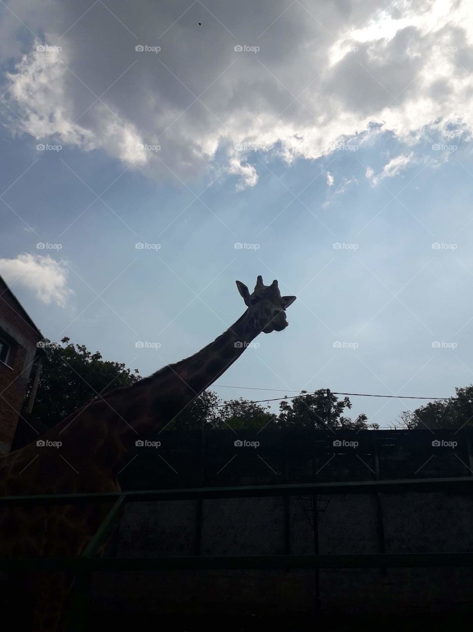 giraffe