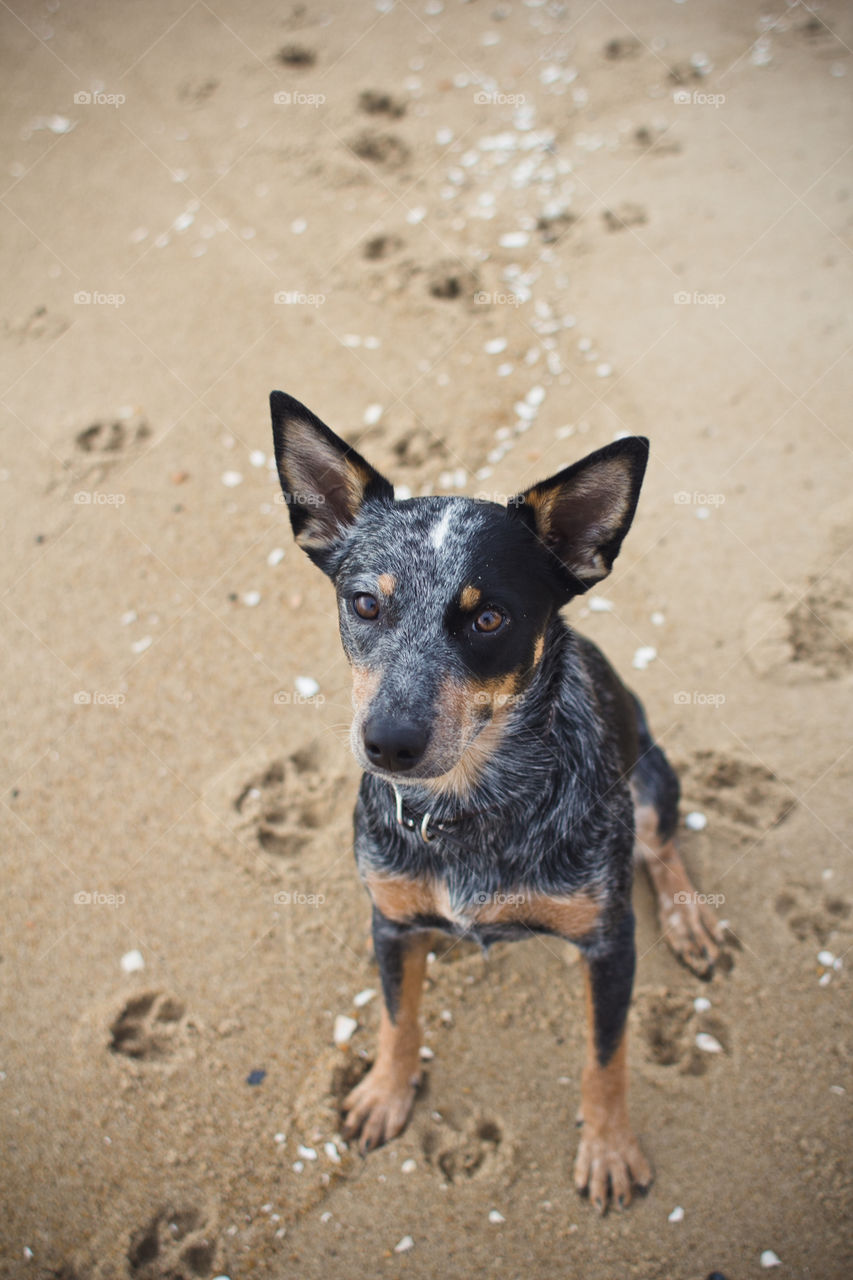 Cute, Dog, No Person, Animal, Sand