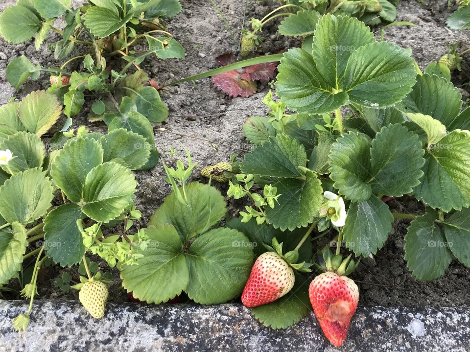 Strawberry Plant 