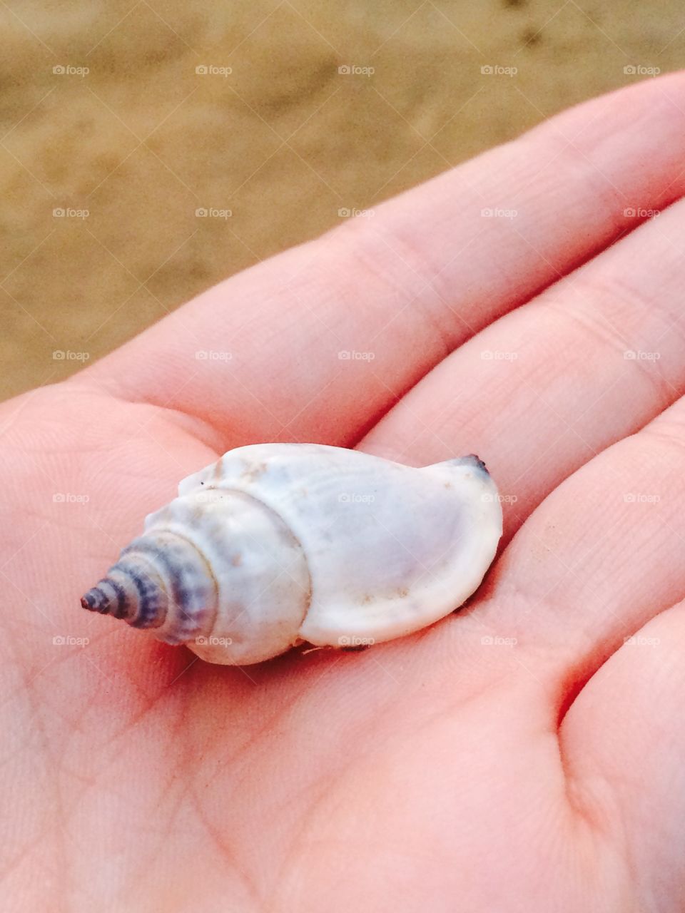 A sea shell in my hand 