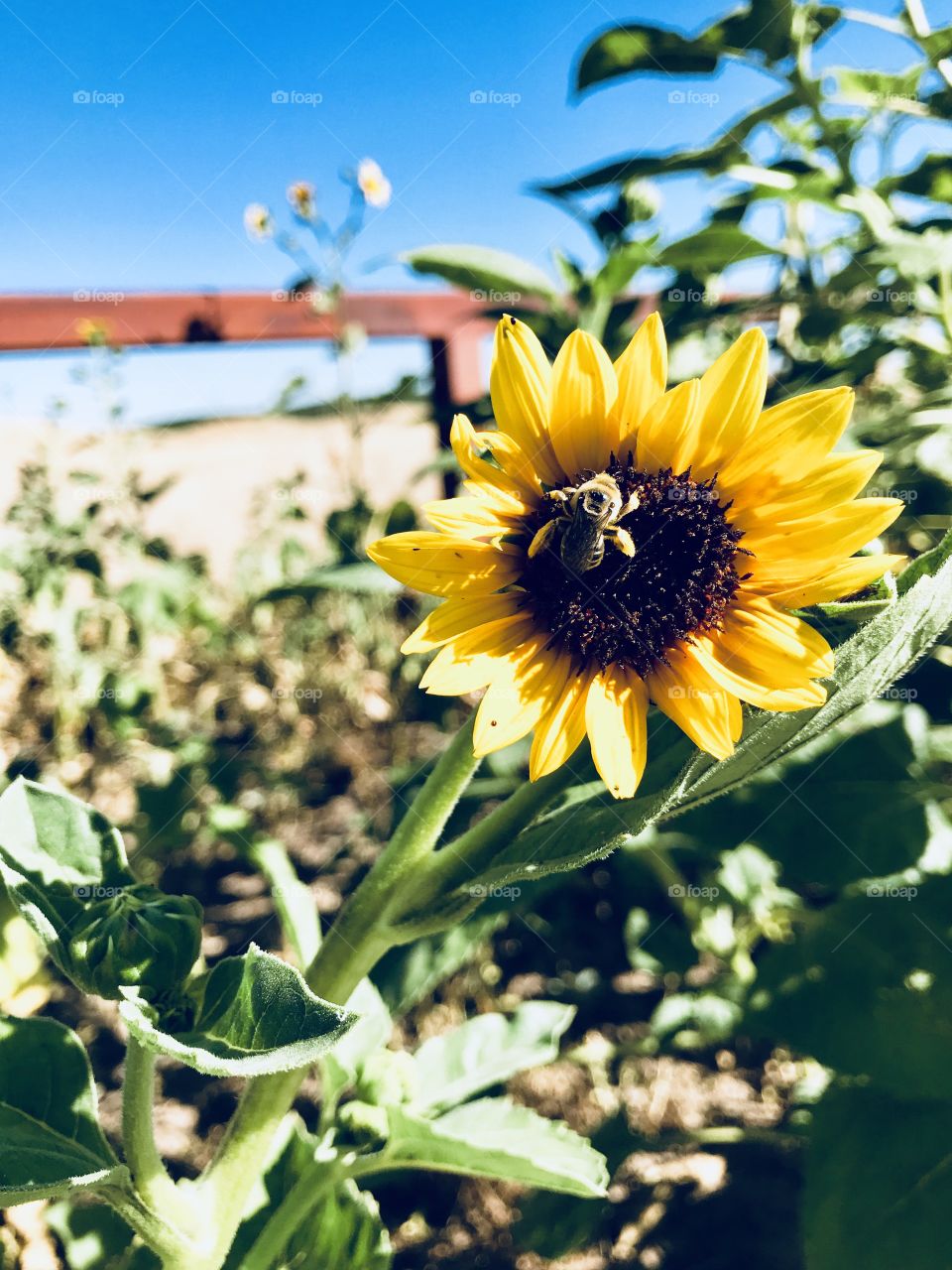 Busy bee going after to the nectar 