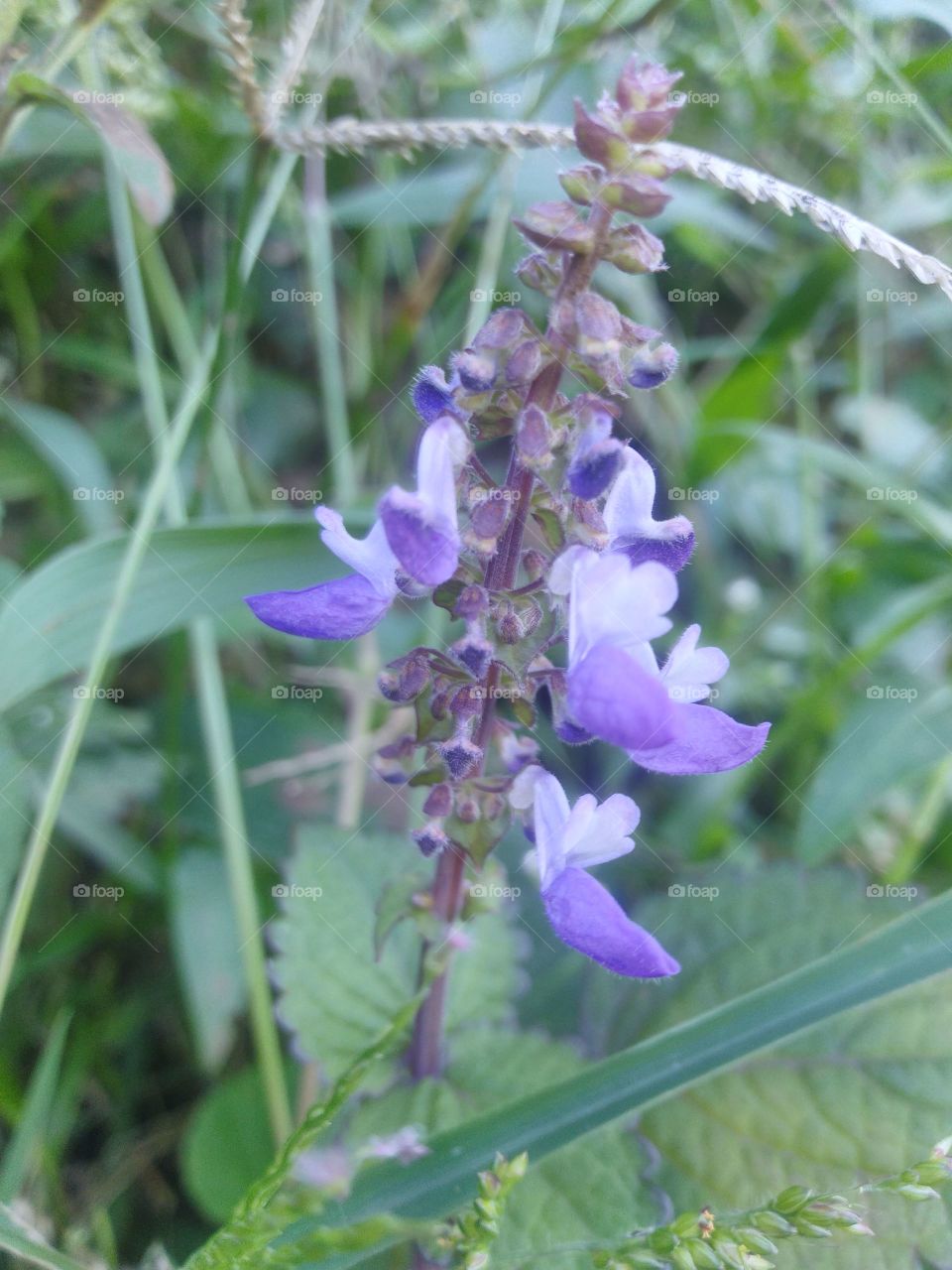 Coleus Forskohlii flower