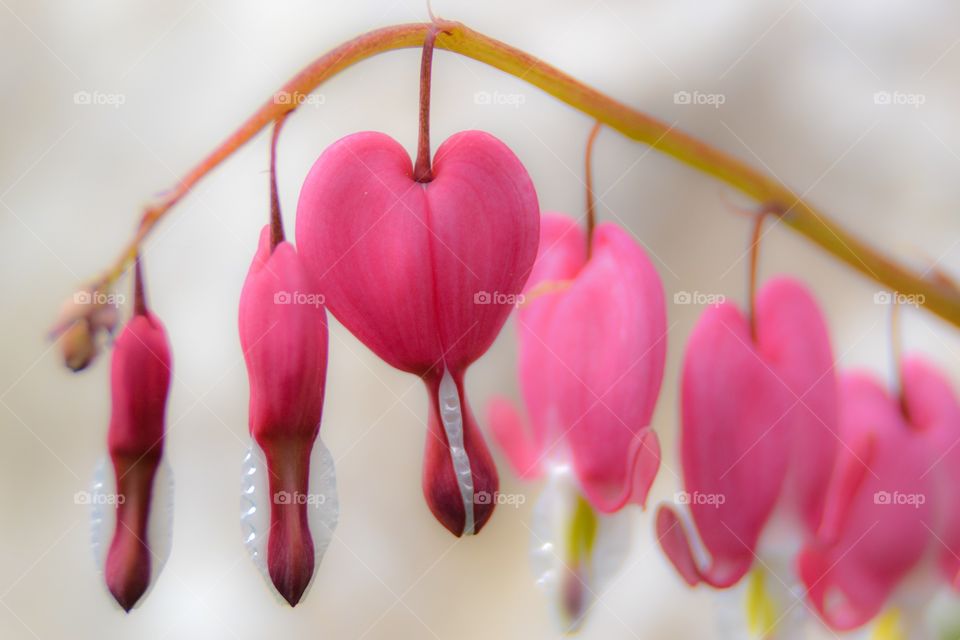 Lamprocapnos spectabilis