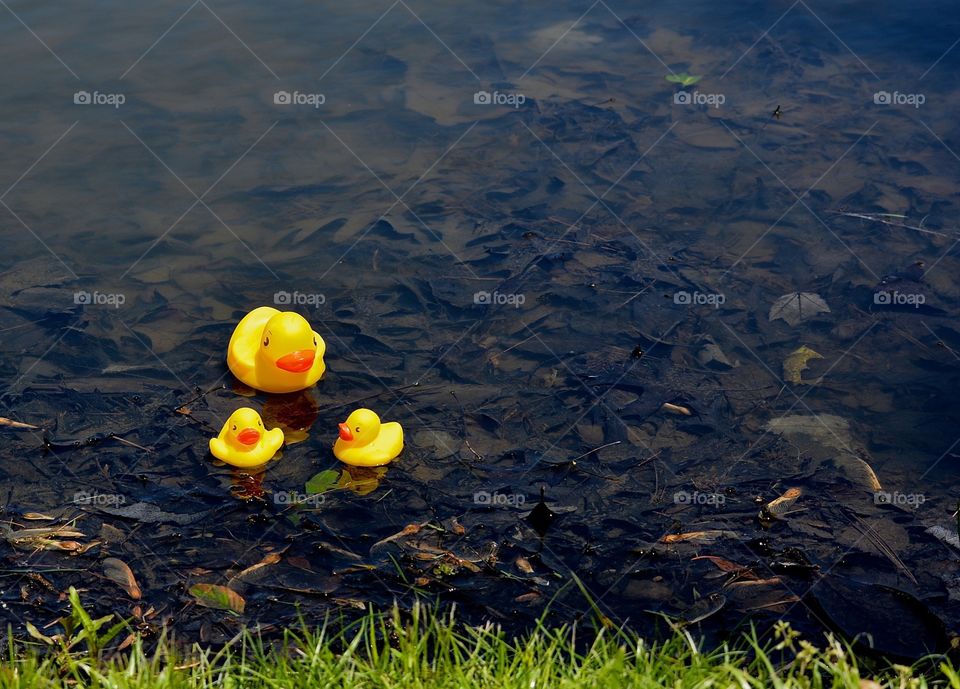 Rubber Duckies in Pond