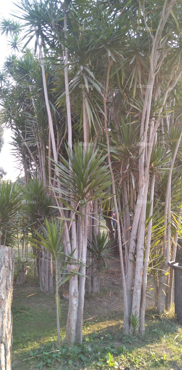 صور منطقة شجرية خيالية تستخدم للتصوير كخلفيات للافراح و مزار راح لمحبي التامل و مشاهدة الجمال الشجري والطبيعة
  Pictures of a fictional tree area used for photography as wedding backgrounds and a shrine for lovers of contemplation and watching tree b