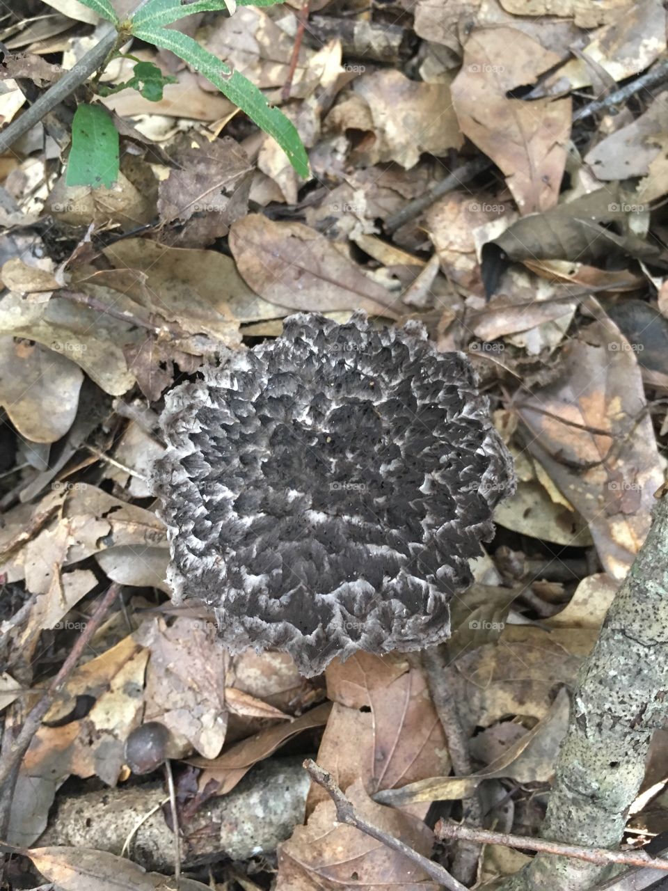 Old man of the woods mushroom top