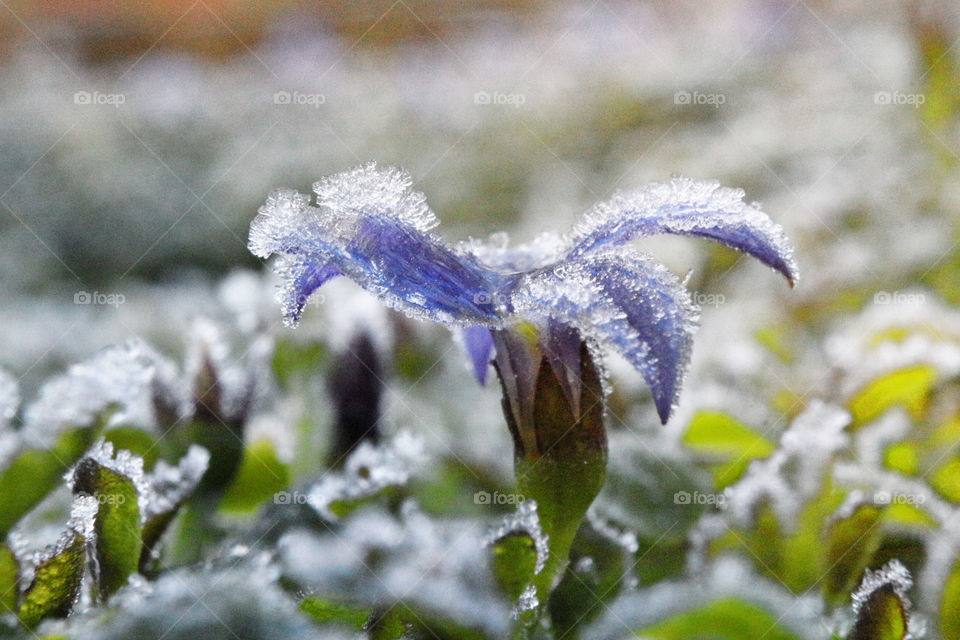 Frosty flower
