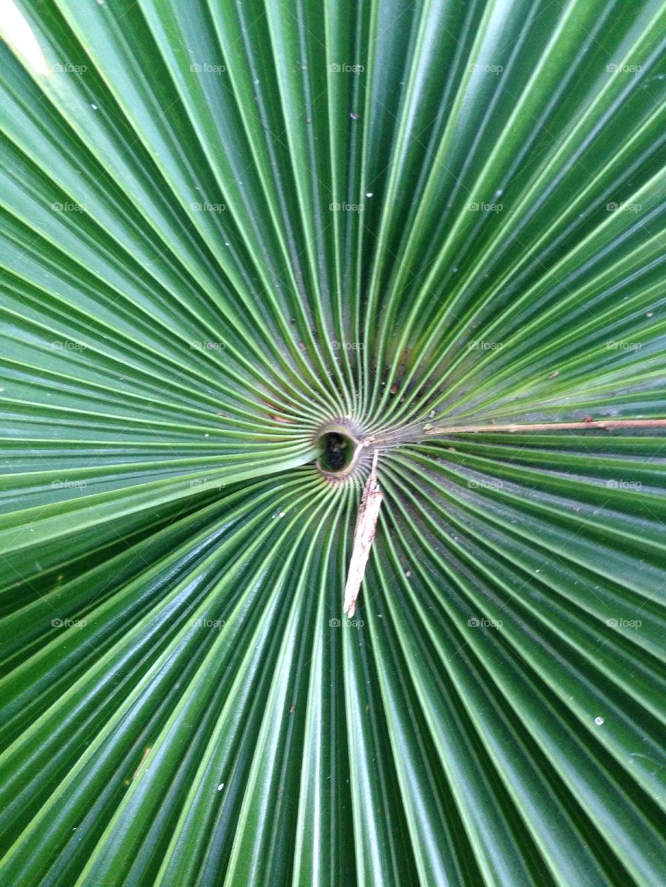 Close up of a tropical plant