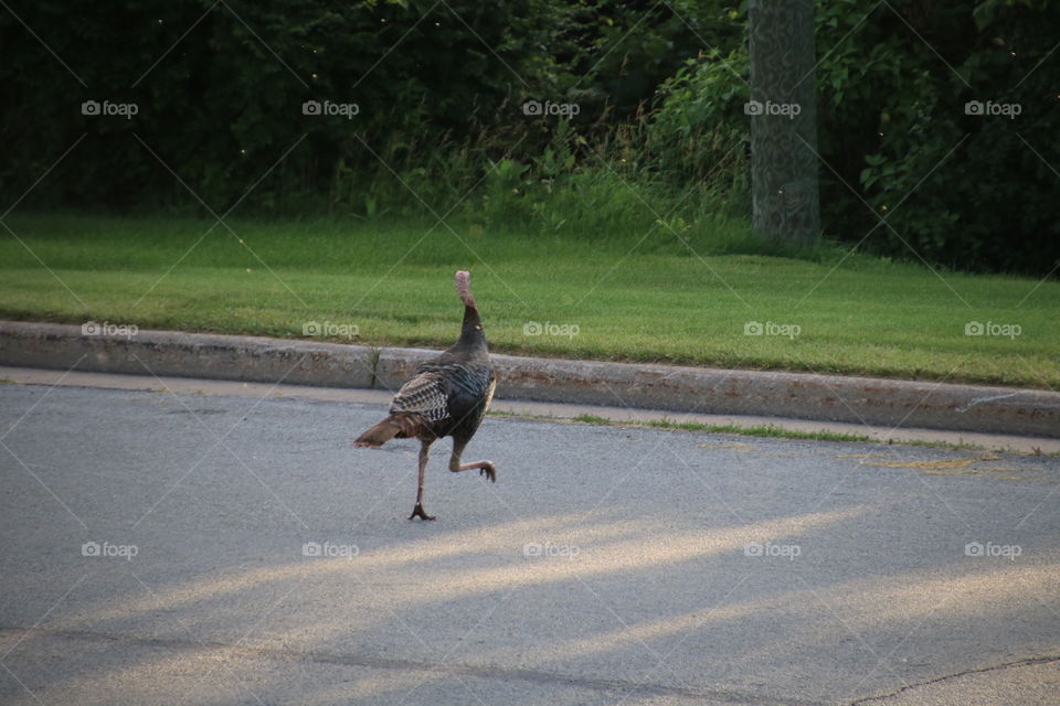 Why did the turkey cross the road 