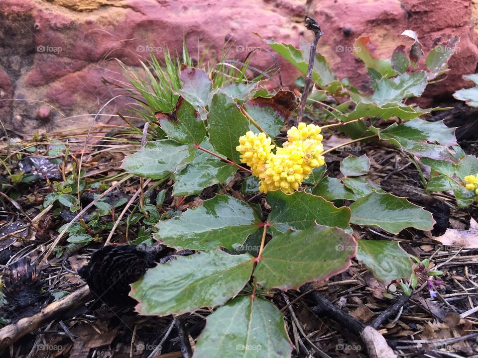 Yellow Wildflower. A yellow wildflower on the forest floor in the rain