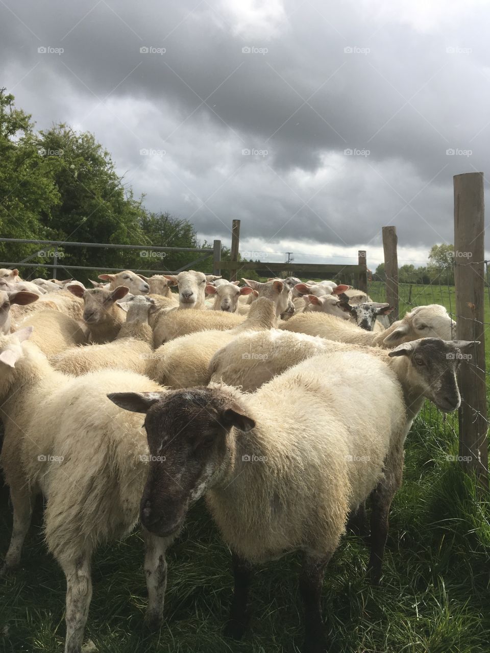 Sheep penned up on a rainy spring day, sun trying to shine through dark threatening clouds,creates an atmospheric light.