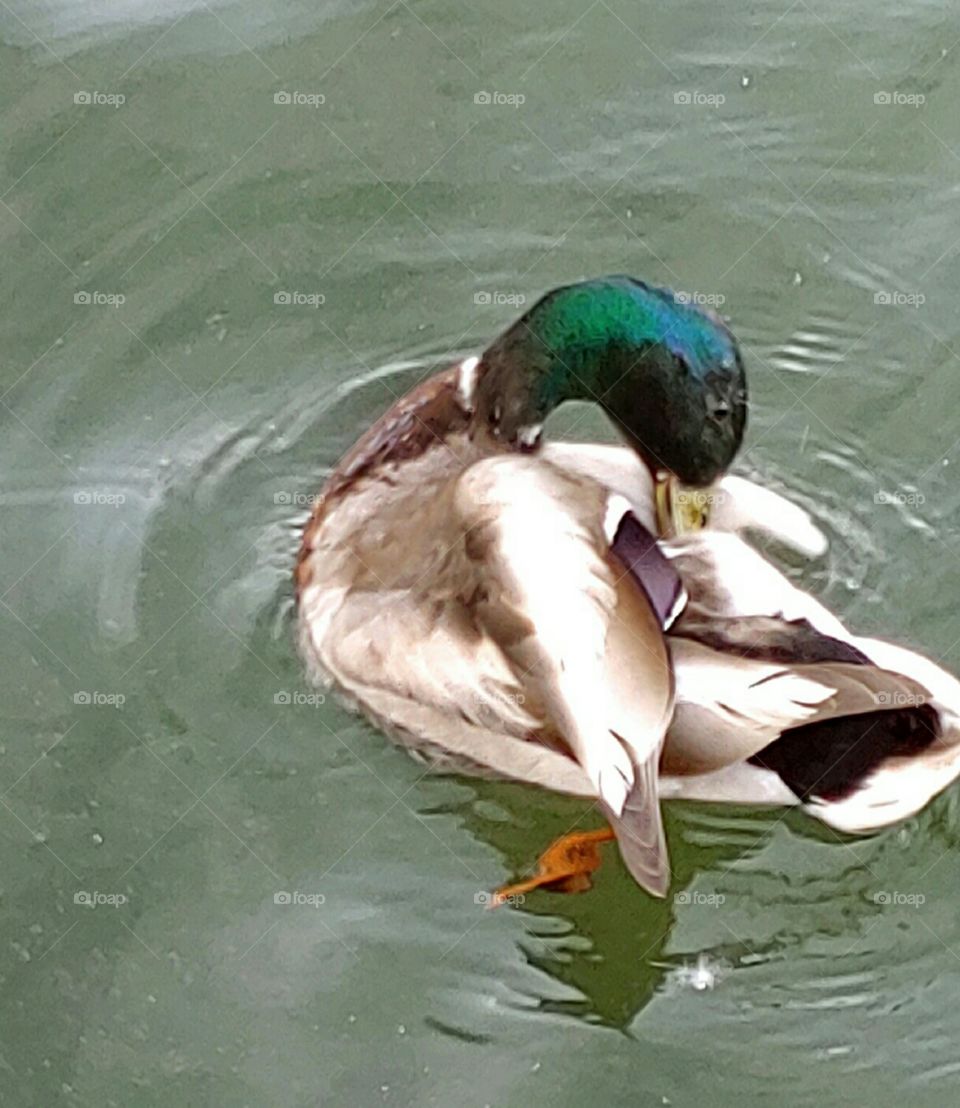 A Mallard Duck!